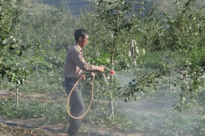 果树秋施基肥的时间，最佳时间是9月中下旬