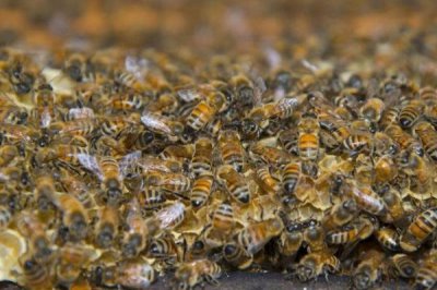 怎样刺激中蜂快速造脾,从温度、饲喂等方面着手