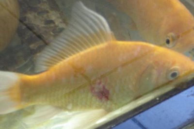 锦鲤为什么会烂鳞烂肉,主要原因是受到了病菌感染