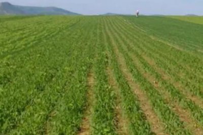 一亩地长宽是多少米,只需长乘宽等于667平方米即可