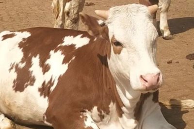 初产母牛怀孕几个月乳房会变大,一般在怀孕3-4个月之后