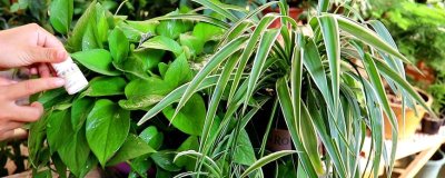 种吊兰为什么要放鸡蛋壳，鸡蛋壳里富含吊兰所需的钙和磷