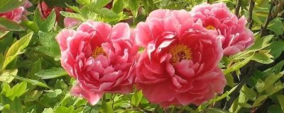 富贵花开的寓意，寓意富贵吉祥、心想事成等