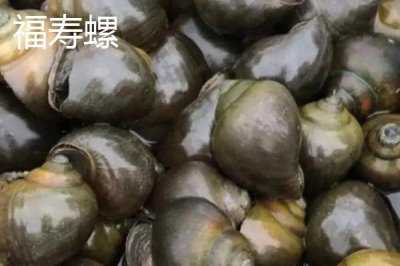 福寿螺和田螺有什么区别，福寿螺呈黄色、田螺呈青褐色