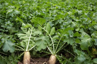 如何预防春萝卜抽苔，可采用三重覆盖并加强管理