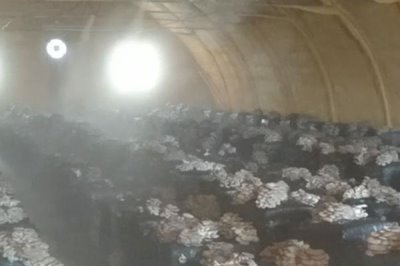 食用菌追肥的注意事项,常用的方法便是喷洒施肥