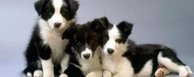 狗咬尾巴的原因，可能是感到无聊或尾巴瘙痒等