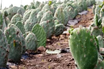 仙人掌有什么花语,坚强、温暖、刚毅的爱情均是它的花语