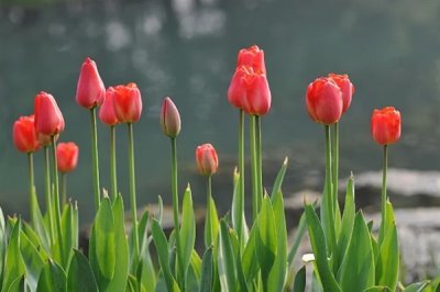 郁金香可以送给什么人，可以送老婆、女朋友等