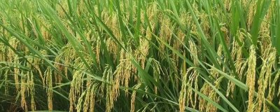 清香优1538水稻品种的特性,每亩有效穗数14.9万穗