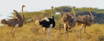 怎么治疗鸵鸟不吃食,一定要及时更换饲料