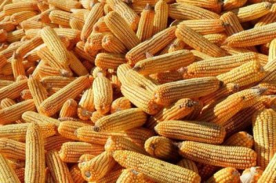 承玉42玉米种子简介,生育期123天左右