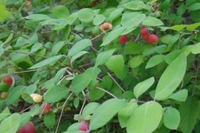 杈杷果苗的价格,各地区的售价有差异