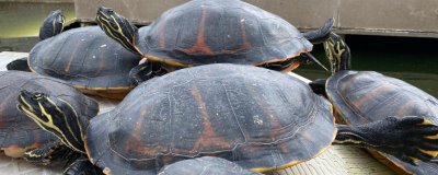 火焰龟多大才能繁殖,养殖7-8年之后它们便具备繁殖能力