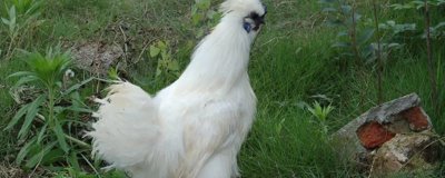 乌骨鸡简介,有白毛、黑毛等品种