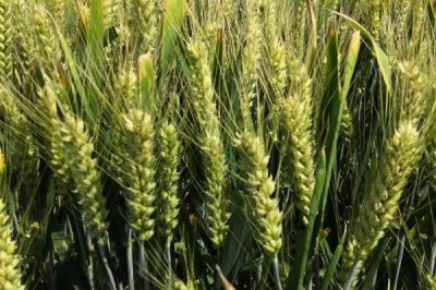 青研126小麦品种的特性，每亩基本苗15万左右