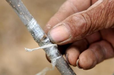 柿树的嫁接成活率怎么提高,需选择健壮、直径适宜的树枝作为砧木