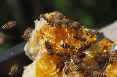 中华蜜蜂怎么养殖,温度较高时要在蜂箱四周洒水降温
