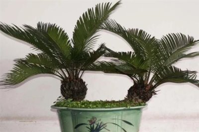 哪些植物可以使用硫酸亚铁肥料，包含山茶花、龟背竹、文竹等品种