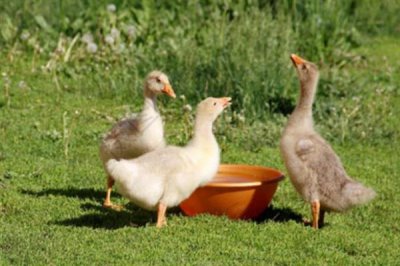 小鹅拉水便的原因,可能是得了白痢病