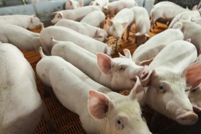 猪不肯吃食怎么办,需找到原因再对症下药