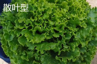 生菜的品种，分为散叶型、半结球型和结球形