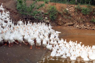 家里不宜养鹅的原因,价值相对较低且容易影响他人