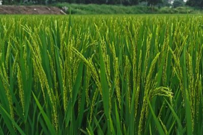 特优289水稻种子特征特性,每亩有效穗数13.7万