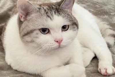 猫咪长耳螨的症状,会出现频繁甩头