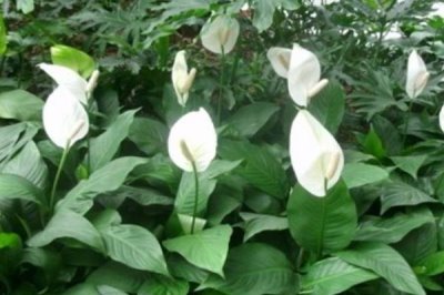 白掌怎么分株,5-6月份进行为佳