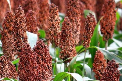 高粱的俗称,一般称为蜀黍