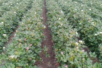 怎么避免棉花疯长,可喷施缩节胺、助壮素等药物