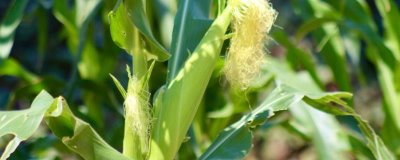 玮玉3号玉米品种简介，适宜播期4月下旬至5月上旬