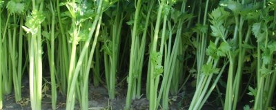 春芹菜如何种植,选晴暖天气用湿播法播种