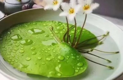 叶莲的养殖方法,确保其每天有4小时左右的光照