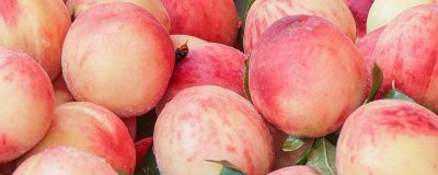 水蜜桃的种植环境，种植地的土壤要偏向微酸性