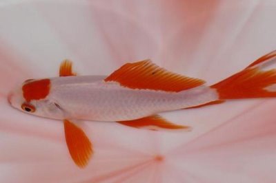 草金鱼适合和什么鱼混养,可以和锦鲤鱼、锦鲫鱼等混养