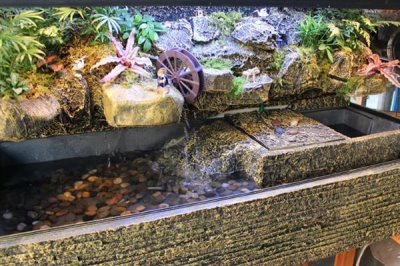 东部锦龟好不好养,饲养难度中等