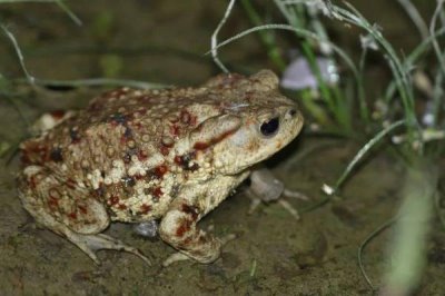 角蛙怎么饲养,每隔2天换一次水
