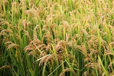 晖两优5281水稻种子特征特性,每亩插足基本苗6万以上