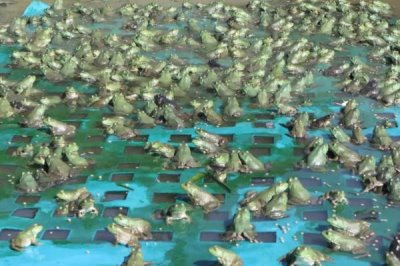 牛蛙简介,原产于北美洲