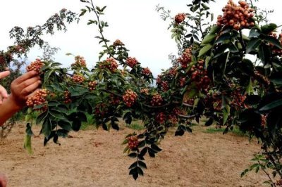 花椒种植市场是否已经饱和，调料需求基本已经达到顶峰