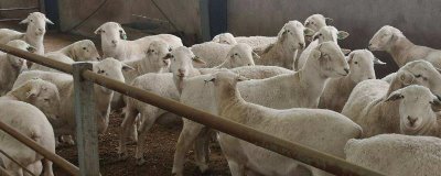 种羊如何挑选,体型匀称且结实的为佳