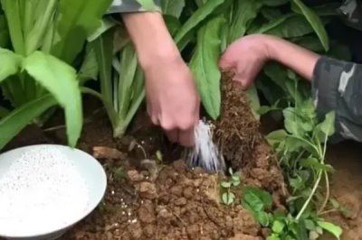 反季节蔬菜的施肥要点,应重施有机肥、合理选择肥料类型并确定用量