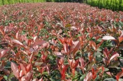 红叶石楠的栽培技术,生长环境确保好一定的湿润度