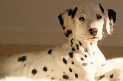 犬细小的传播途径，可通过接触发生传播