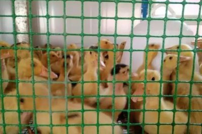 小鸭子怎么养,鸭舍准备要严格考虑其需求