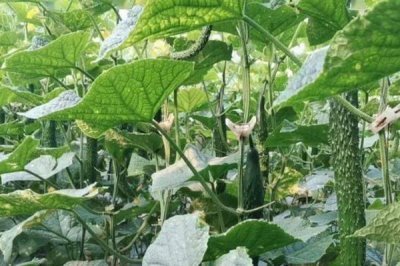 黄瓜弯曲果的综合防治方法,生长期需确保充足的光照