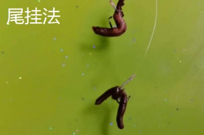 蚯蚓钓鱼法,是名副其实的“万能饵料”