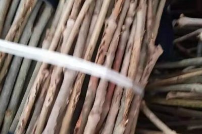 蝉卵怎么孵化,选择树体密、树种杂、蝉量多的场所采集卵枝